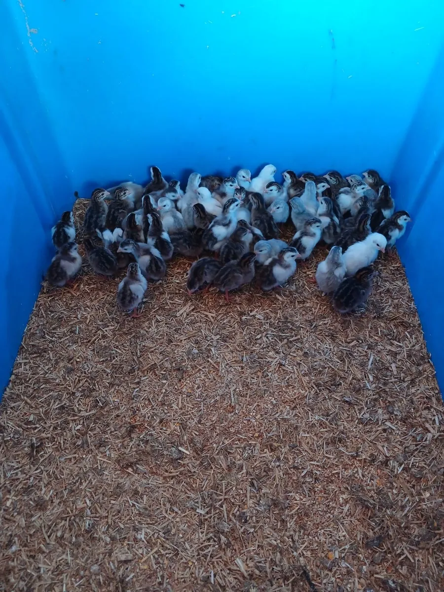 Guinea fowl chicks - Image 1