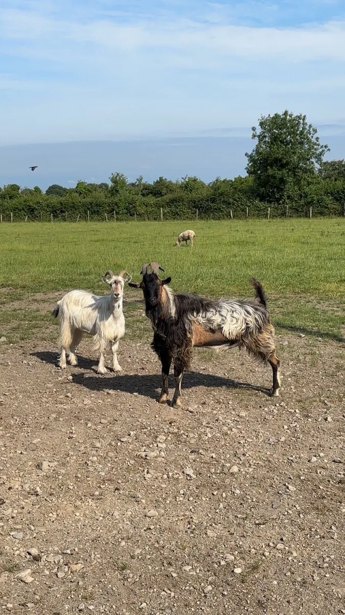 Goats