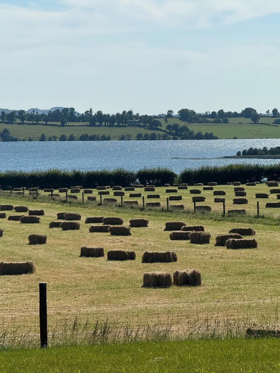 Square bales of hay - Image 2