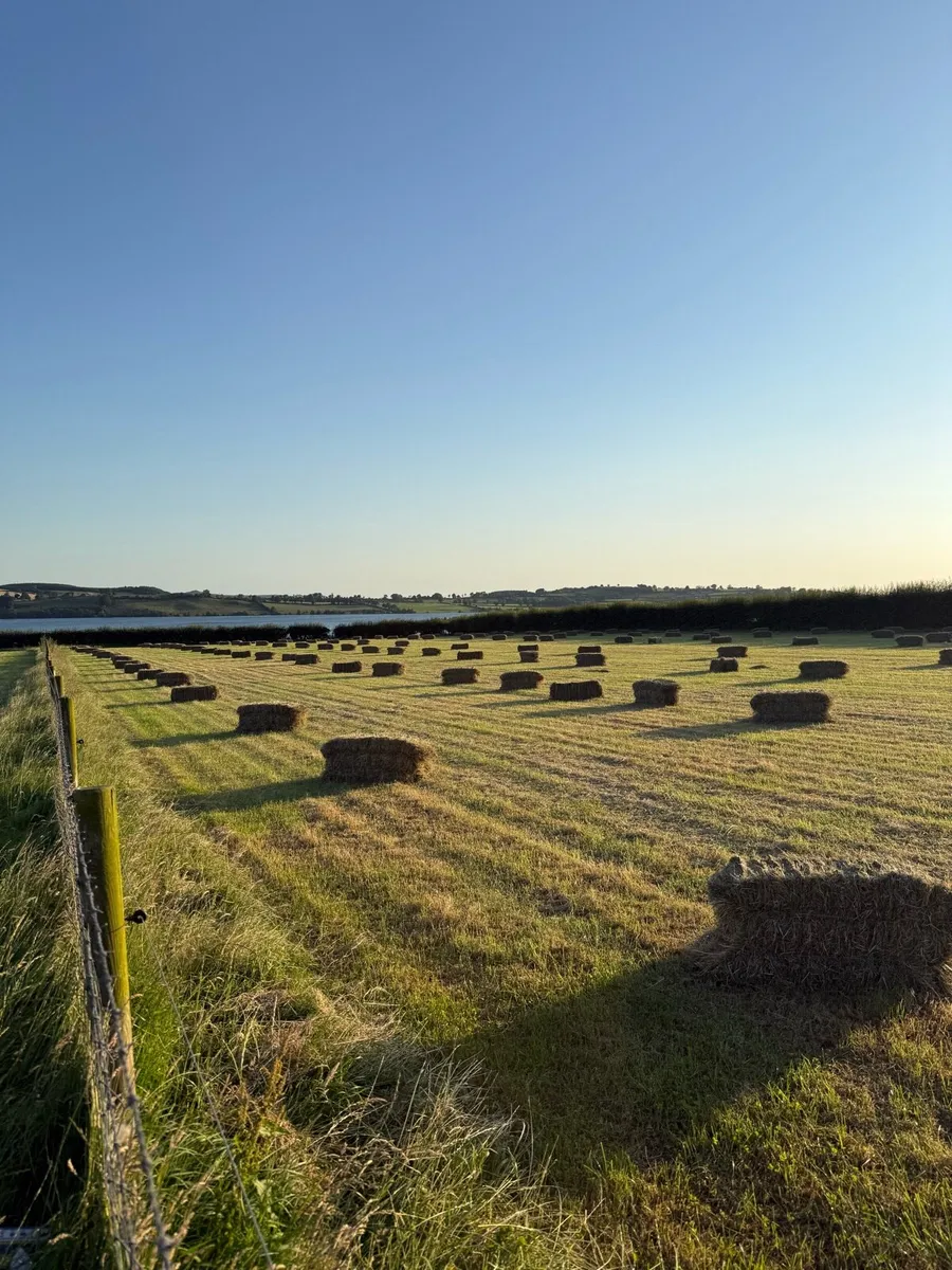Square bales of hay - Image 3