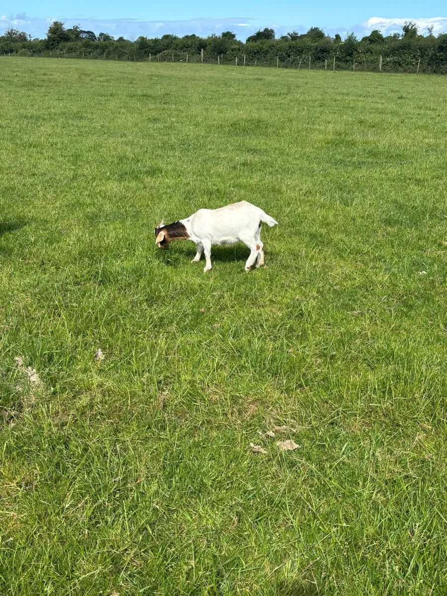 Goats - Image 1