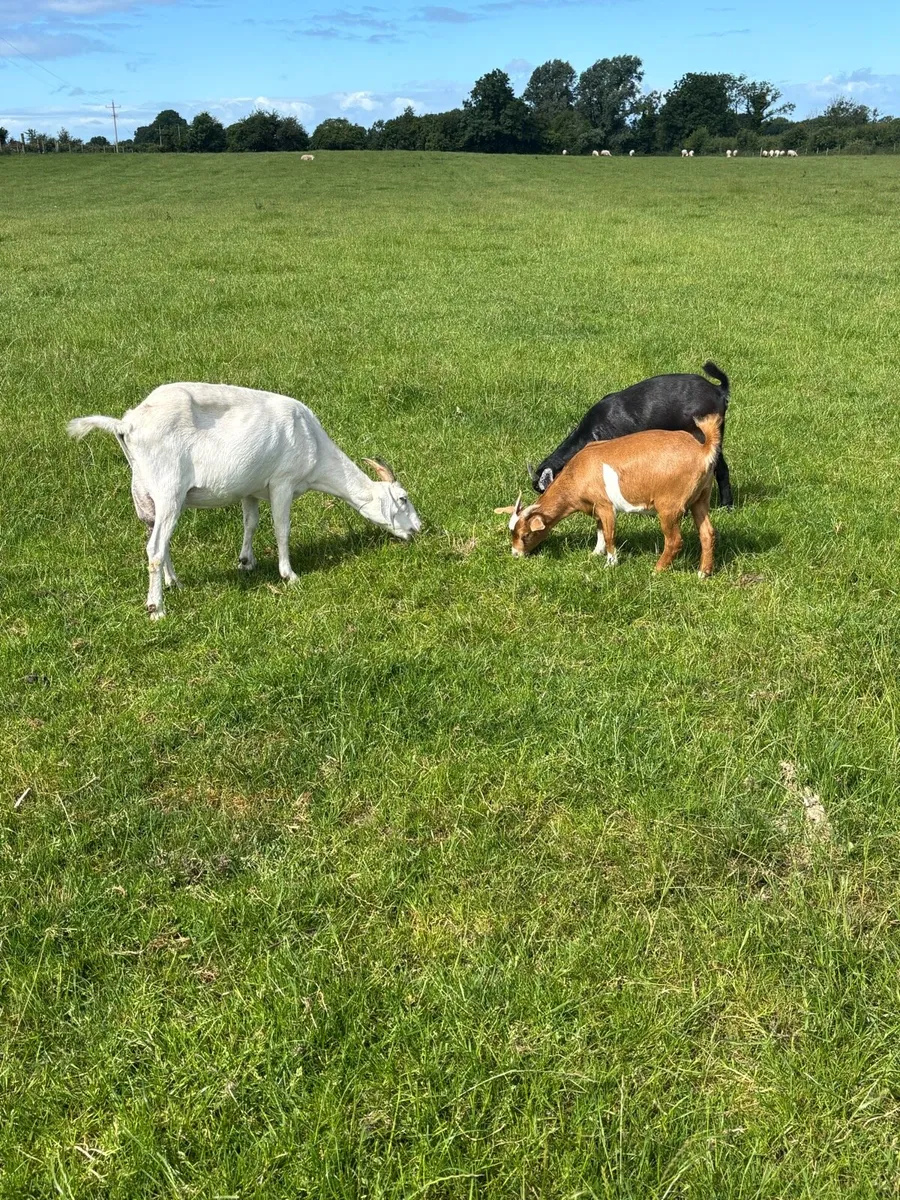 Goats - Image 2