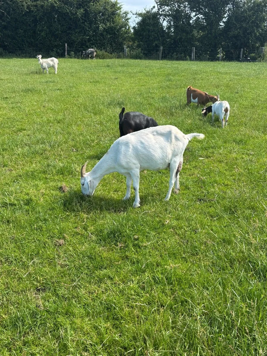Goats - Image 3