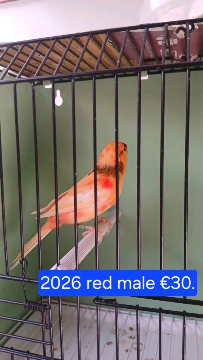 Red factors for sale. - Image 3