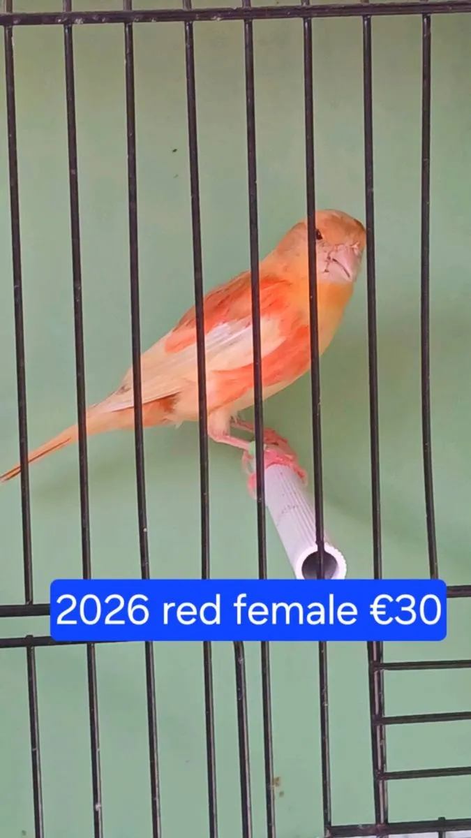 Red factors for sale. - Image 4