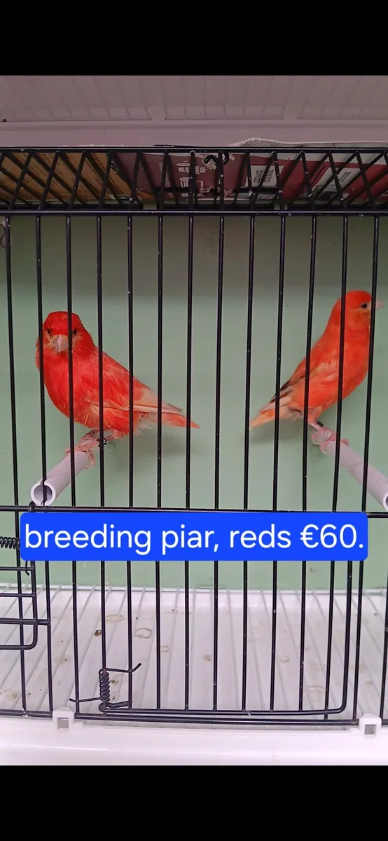 Red factors for sale. - Image 1