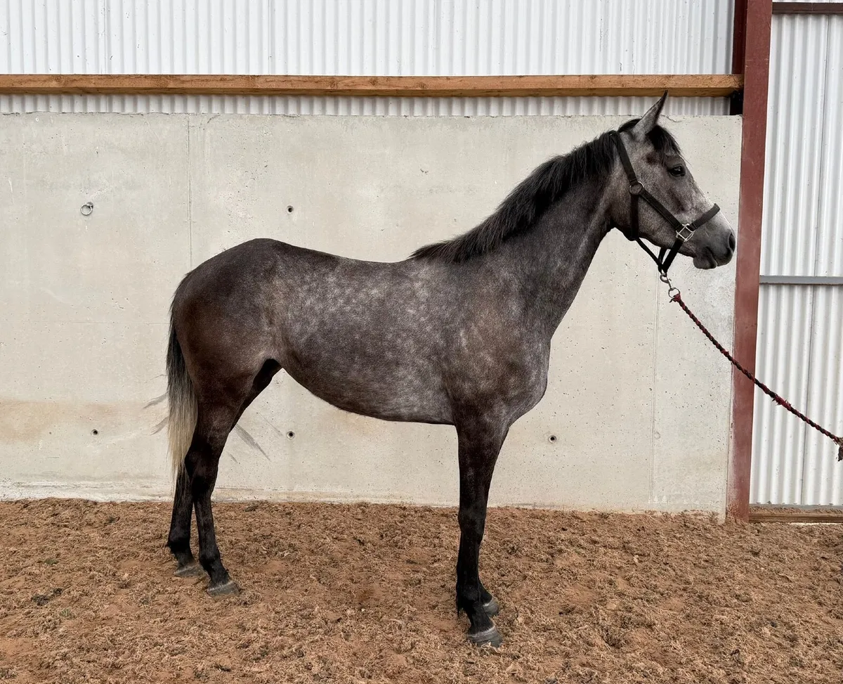 3yo grey filly by Banks Douglas - Image 4