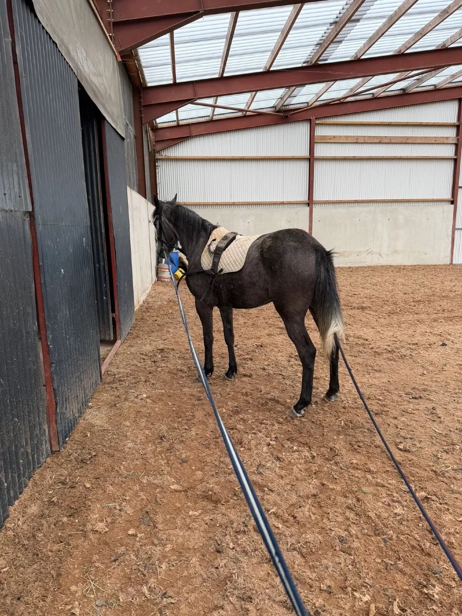 3yo grey filly by Banks Douglas - Image 2
