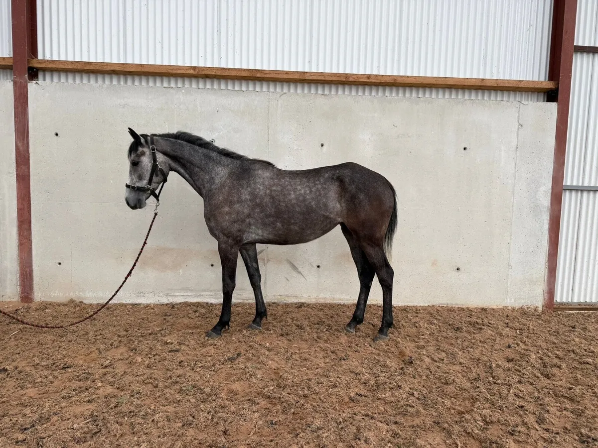 3yo grey filly by Banks Douglas - Image 3