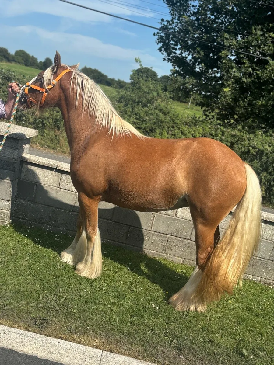 Top class 3 year old Mare - Image 4