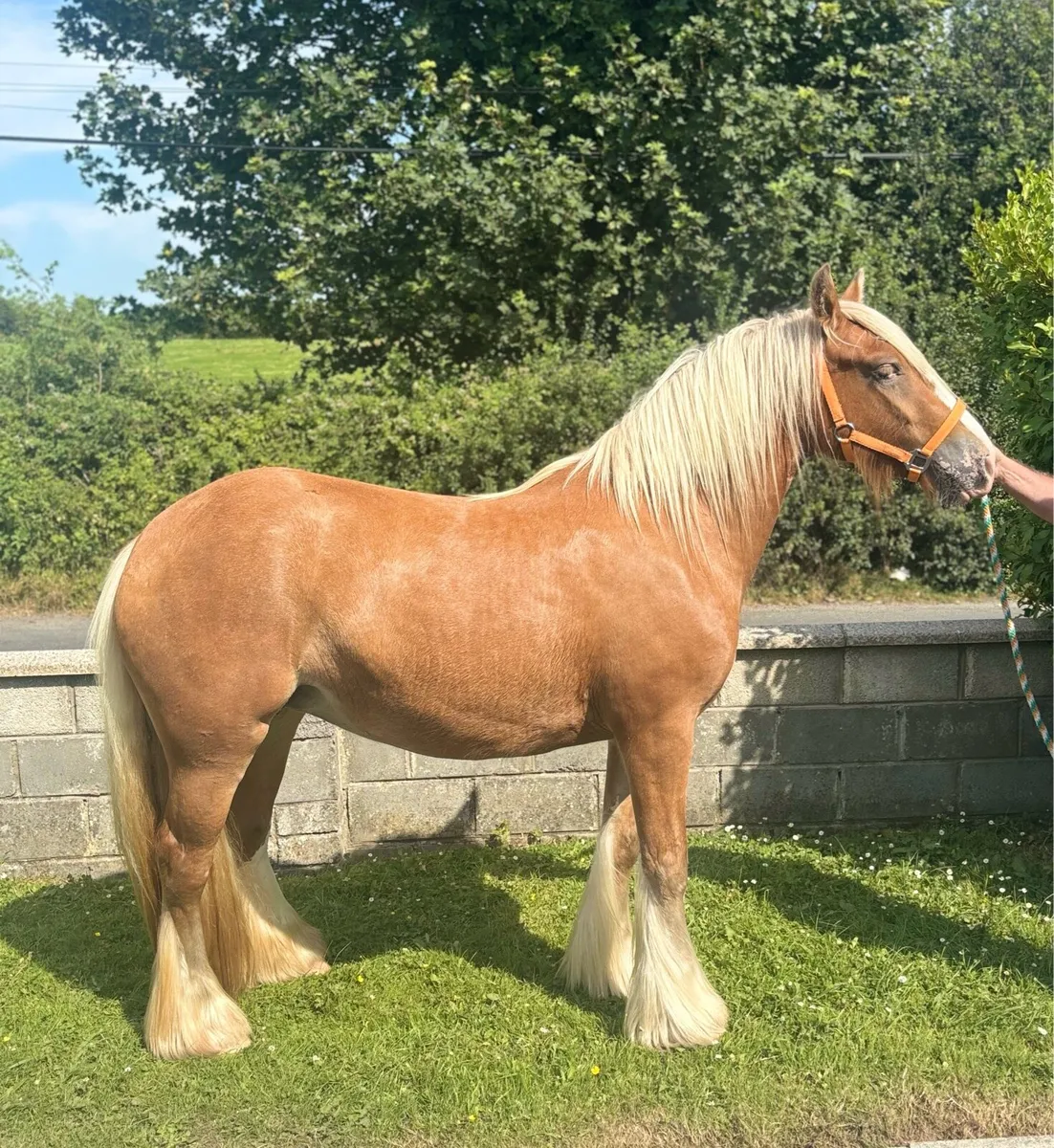 Top class 3 year old Mare - Image 2