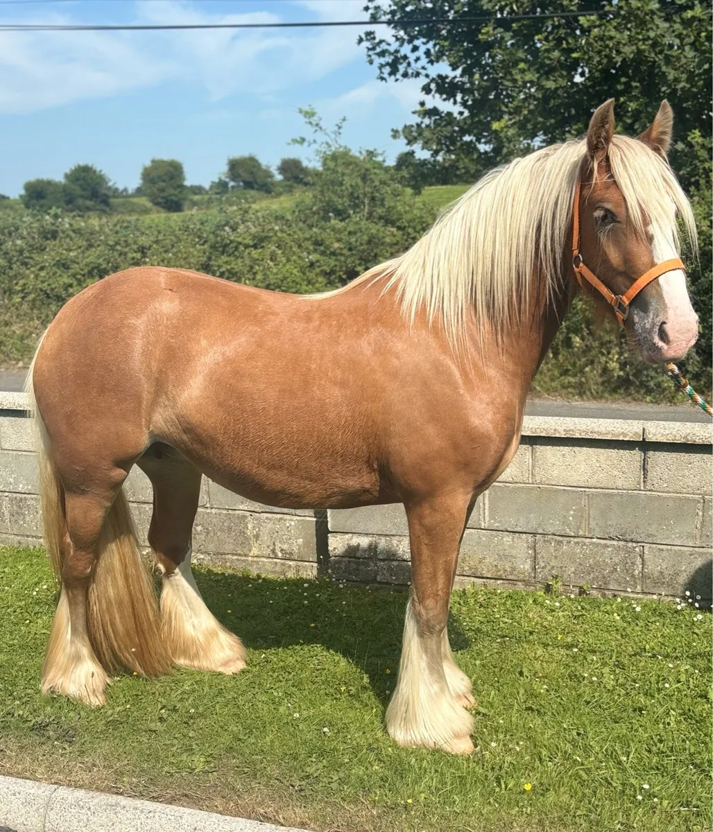 Top class 3 year old Mare - Image 3