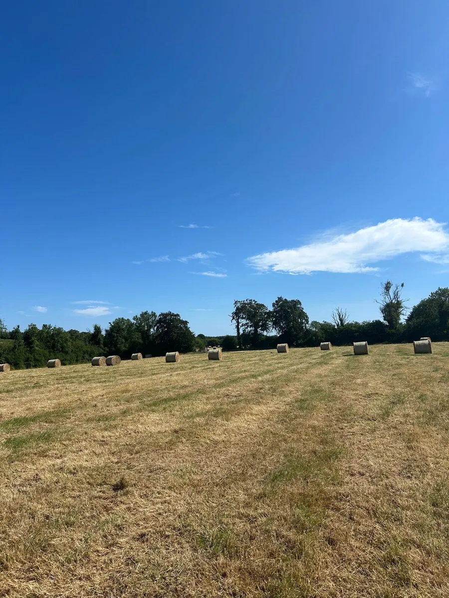 Hay - Image 1