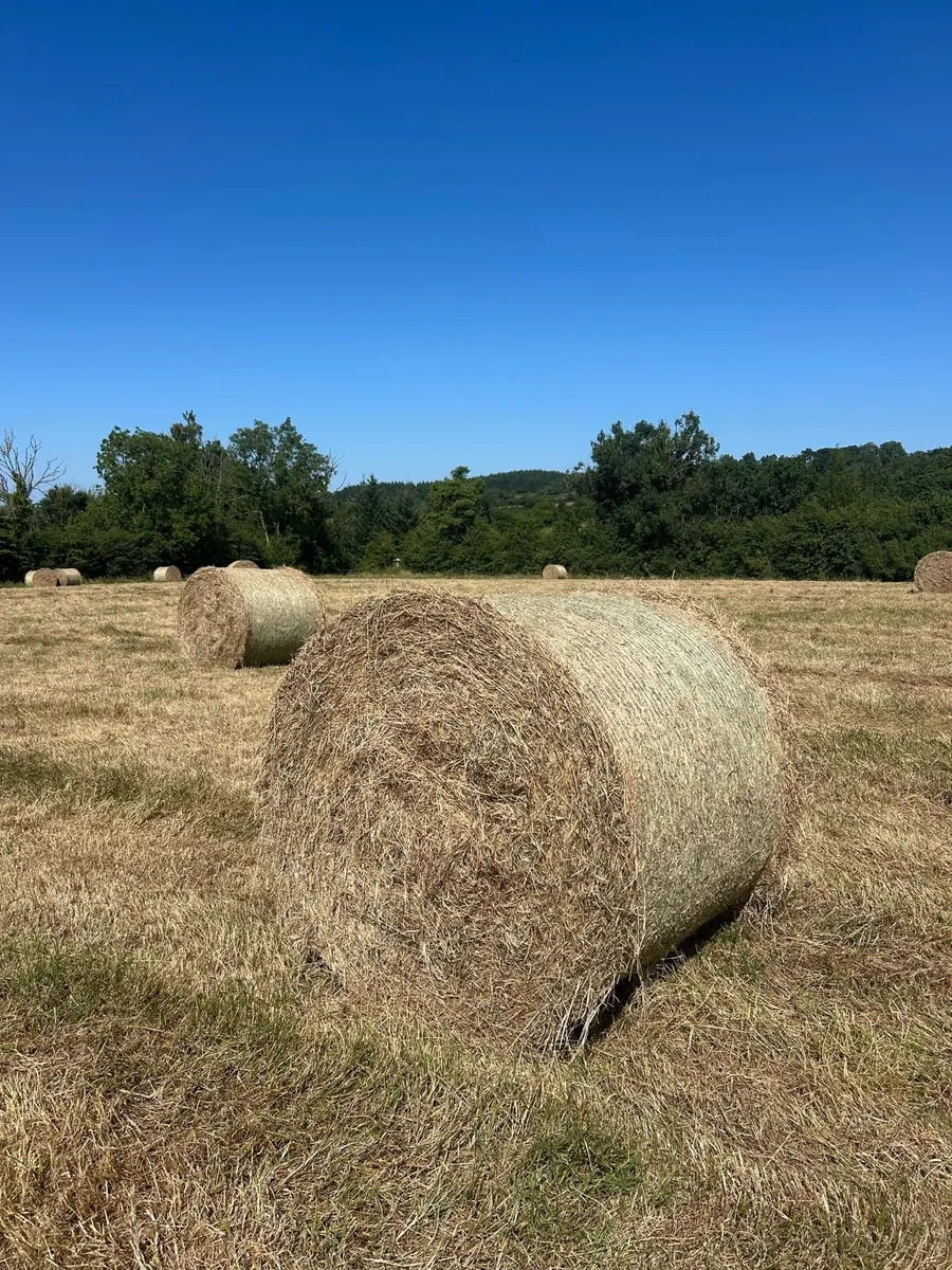 Hay - Image 2