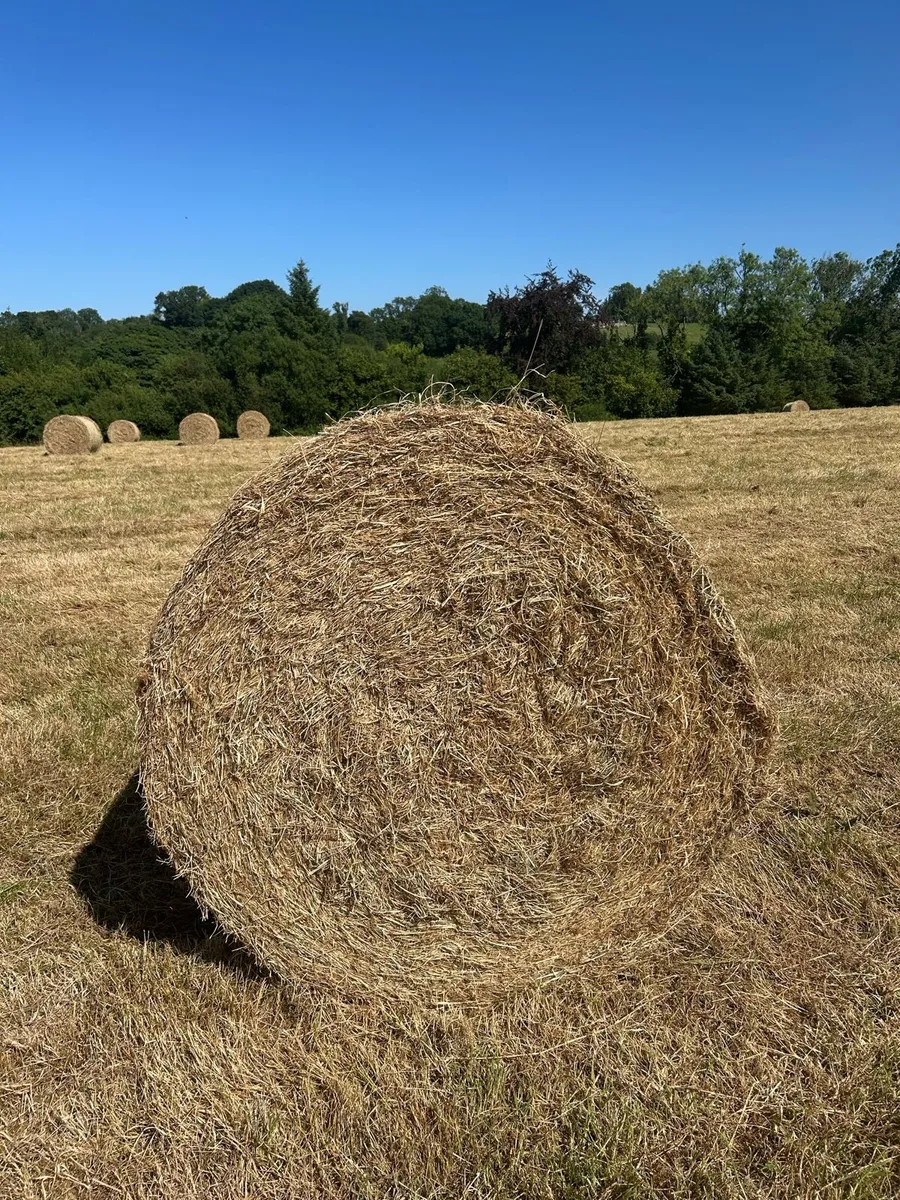Hay - Image 3
