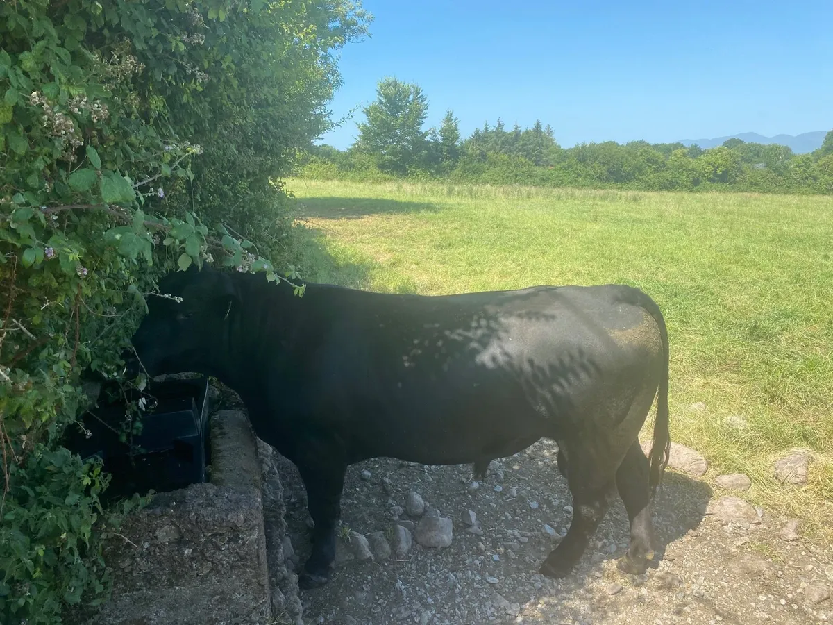 AA + CH bulls - Image 3