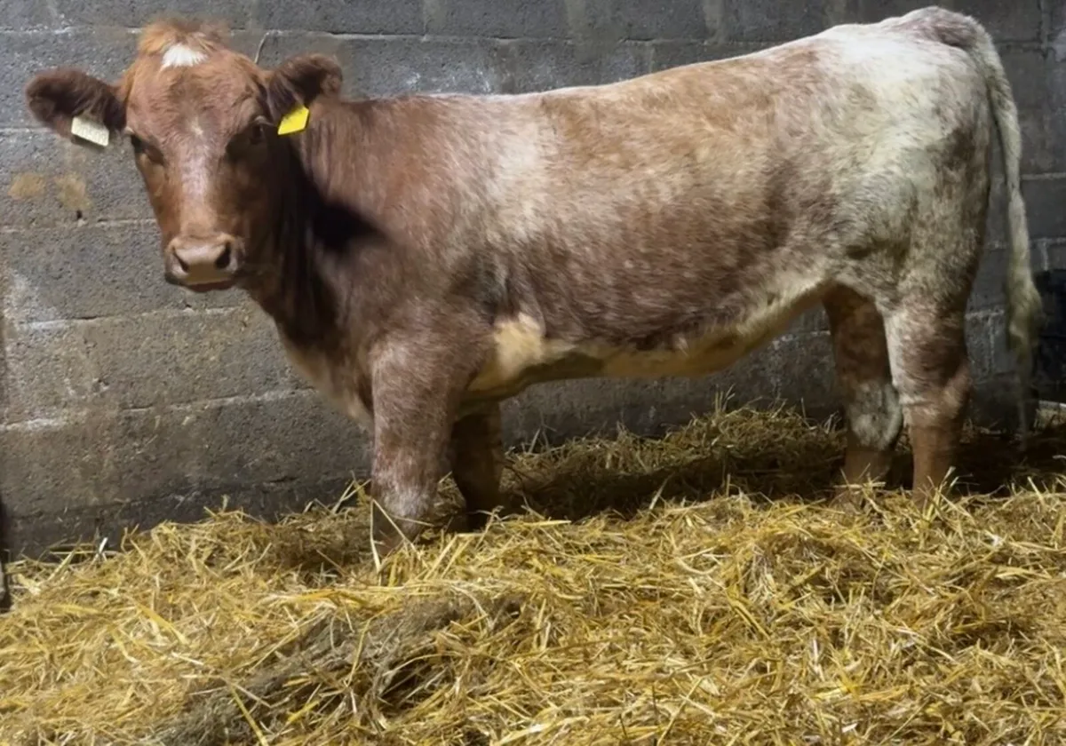Smashing shorthorn heifer - Image 1
