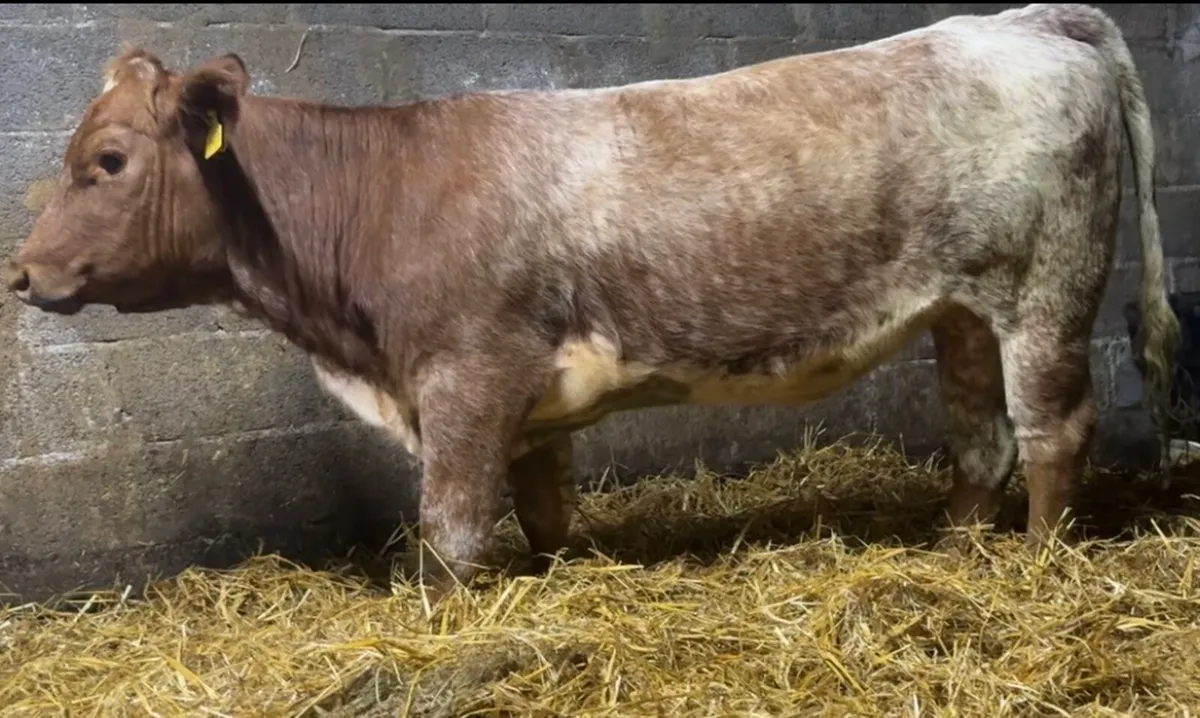 Smashing shorthorn heifer - Image 2