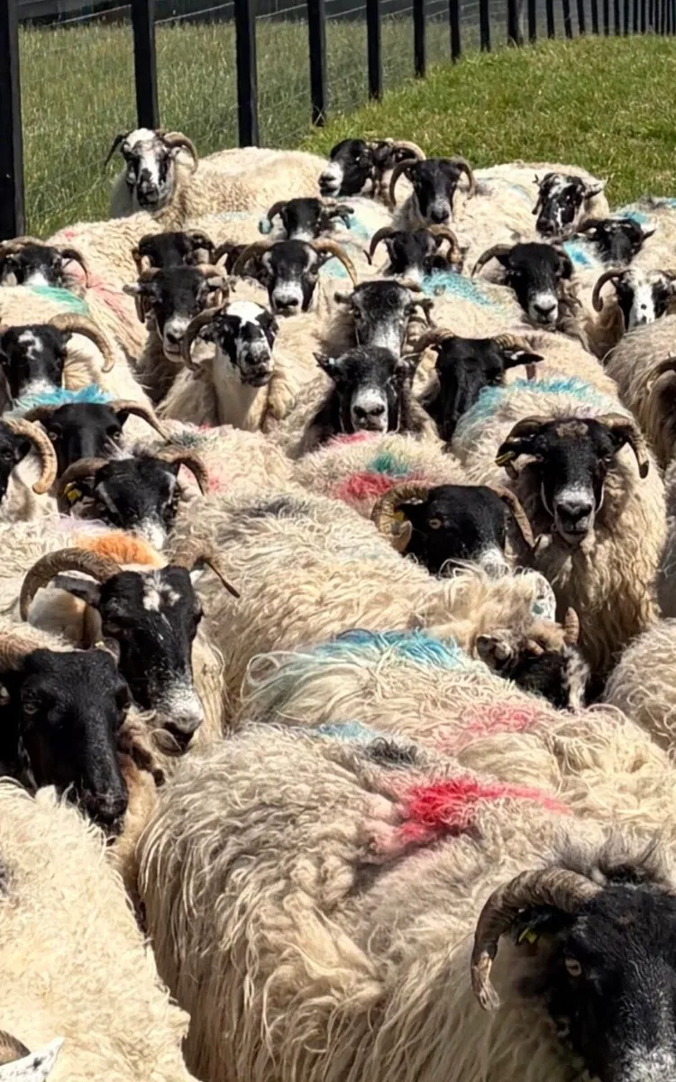 70 Scotch Ewes For Sale - Image 1