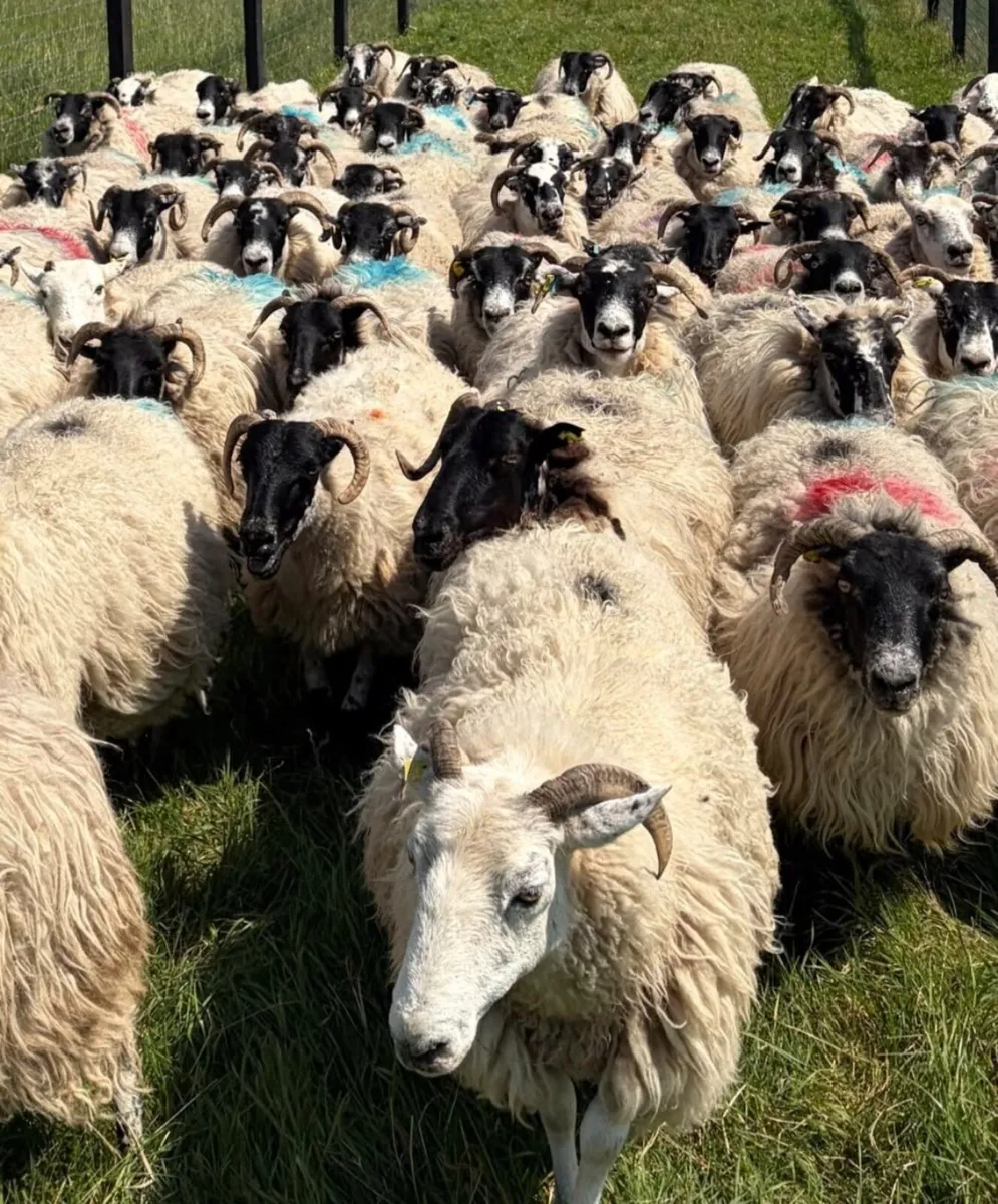 70 Scotch Ewes For Sale - Image 2