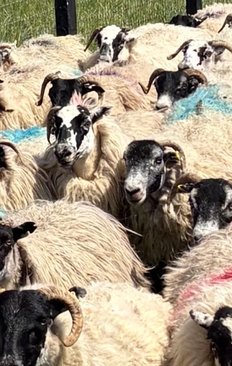 70 Scotch Ewes For Sale - Image 3