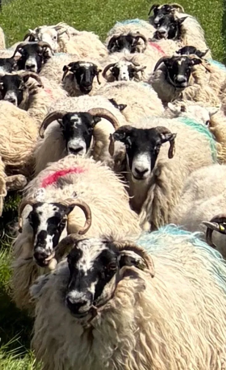 70 Scotch Ewes For Sale - Image 4