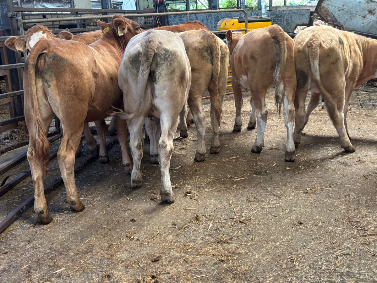 8 continental heifers - Image 4