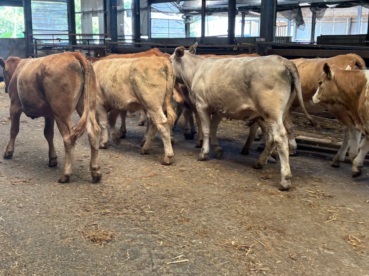 8 continental heifers - Image 3