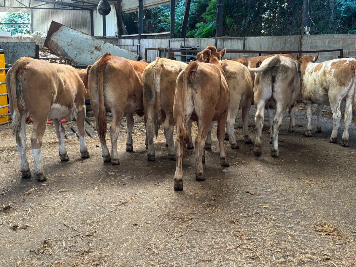 8 continental heifers - Image 1