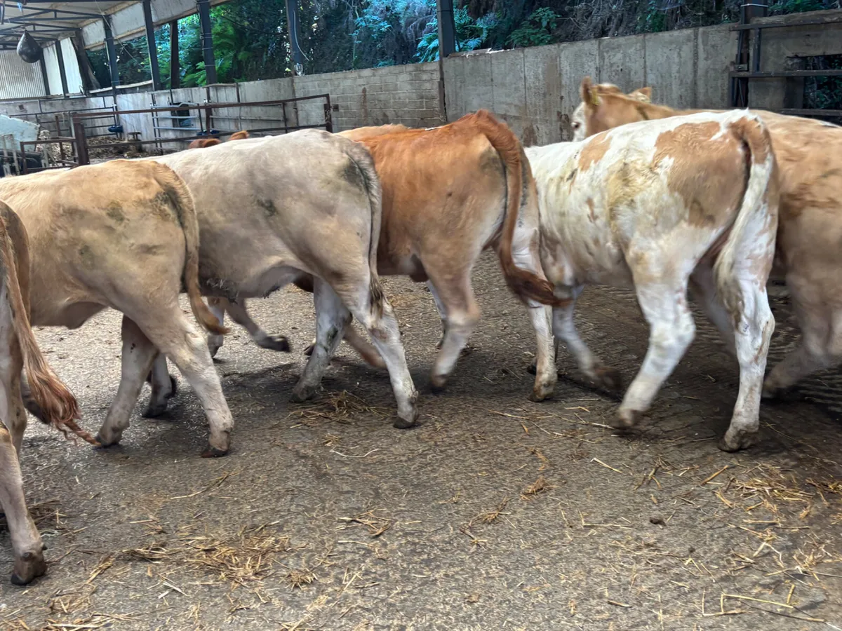 8 continental heifers - Image 2