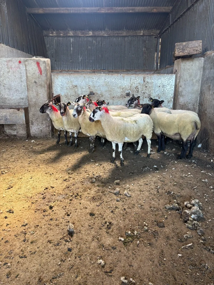 💥12 smashing young ewes 💥 - Image 1