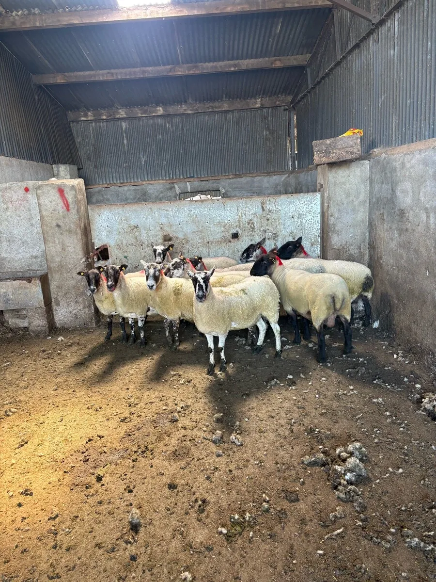 💥12 smashing young ewes 💥 - Image 4