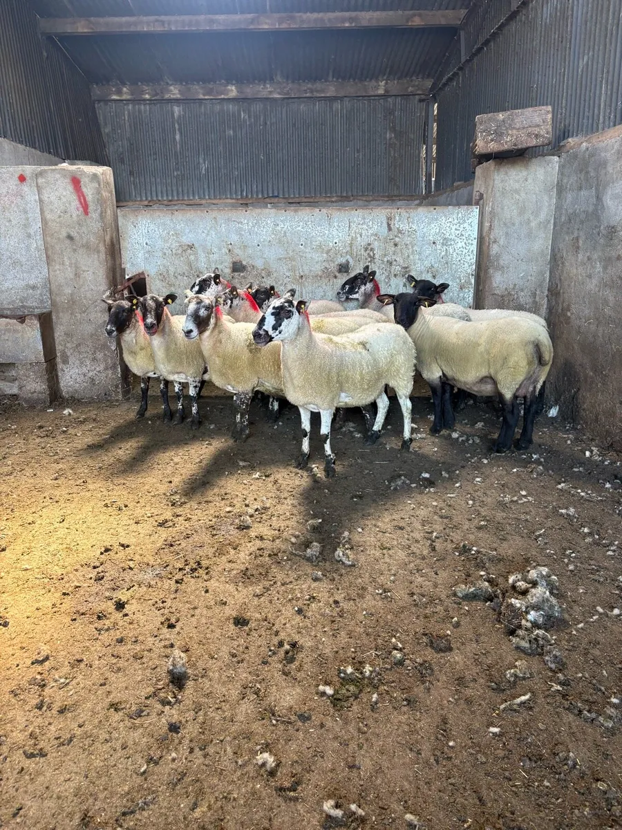 💥12 smashing young ewes 💥 - Image 2