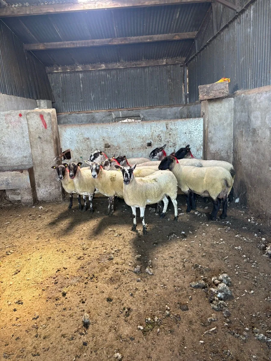 💥12 smashing young ewes 💥 - Image 3