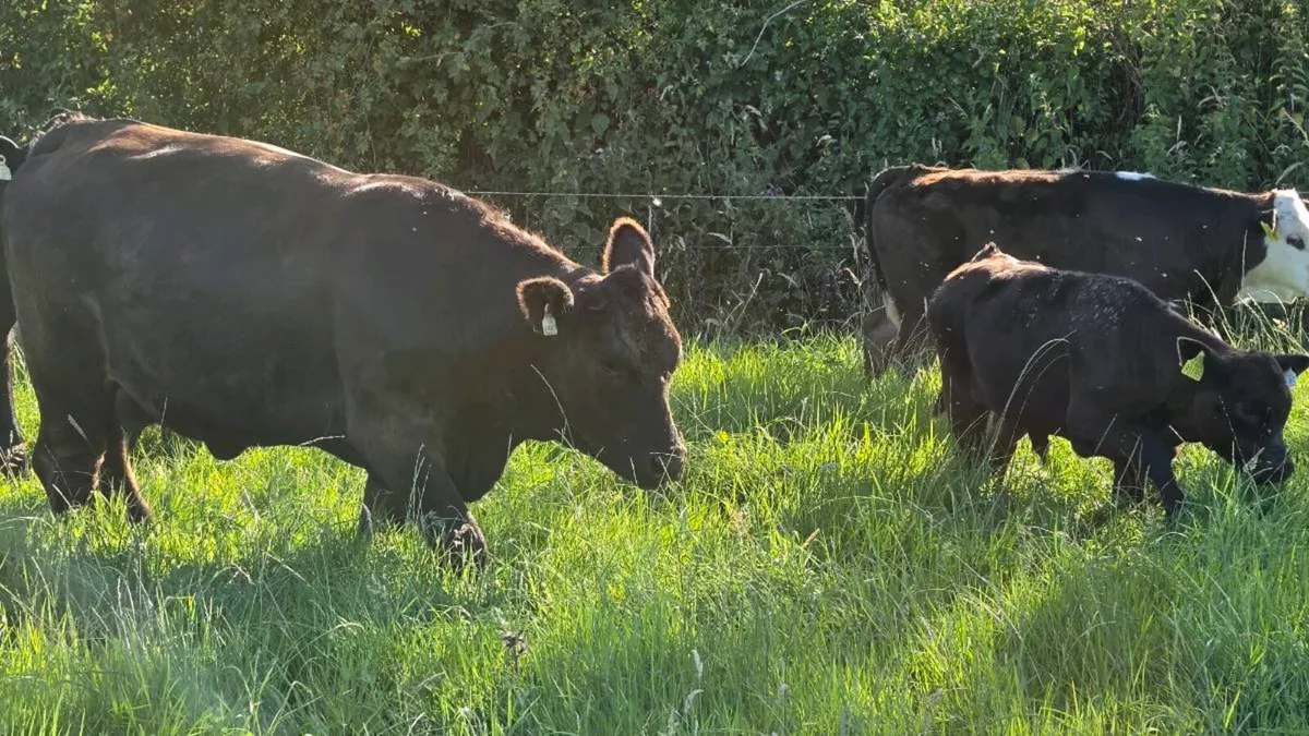 Suckler cows - Image 2