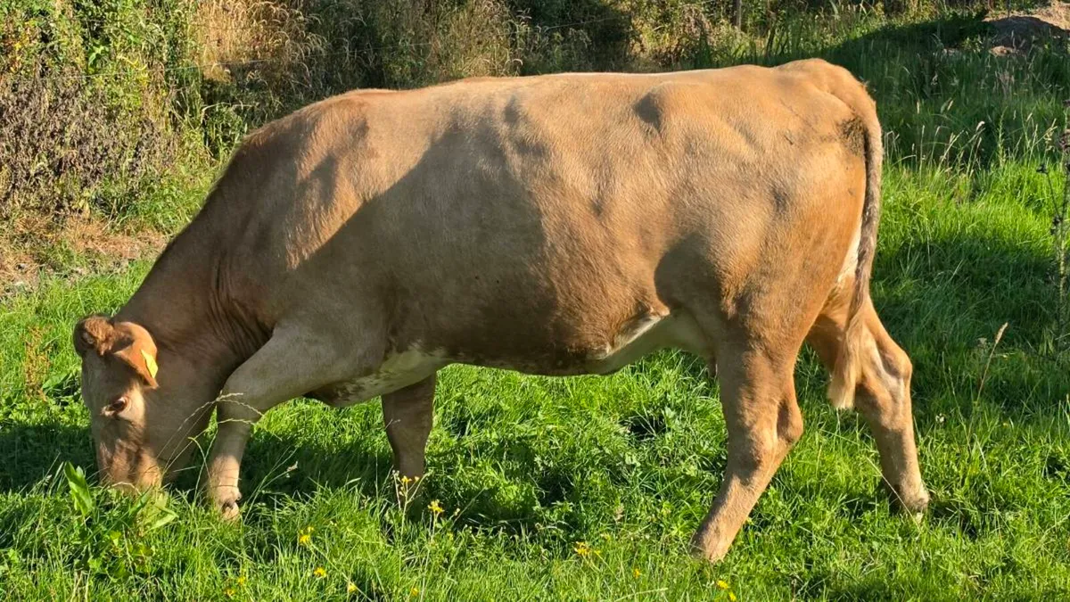 Suckler cows - Image 3