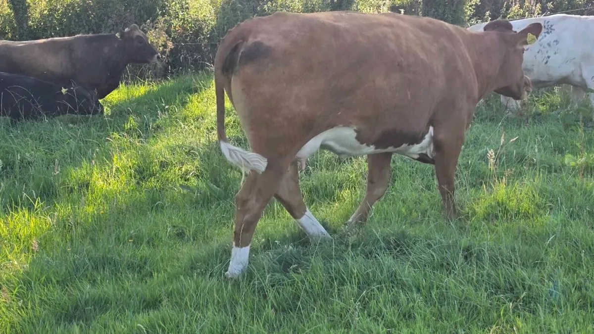 Suckler cows - Image 4
