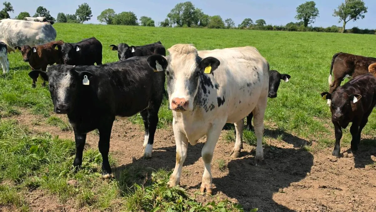 Suckler cows - Image 1