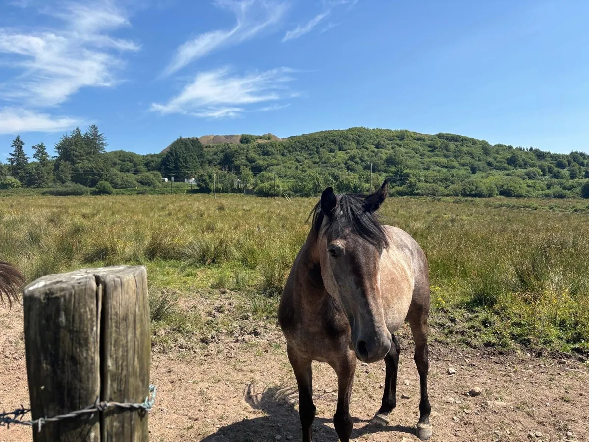 Horse for sale - Image 1
