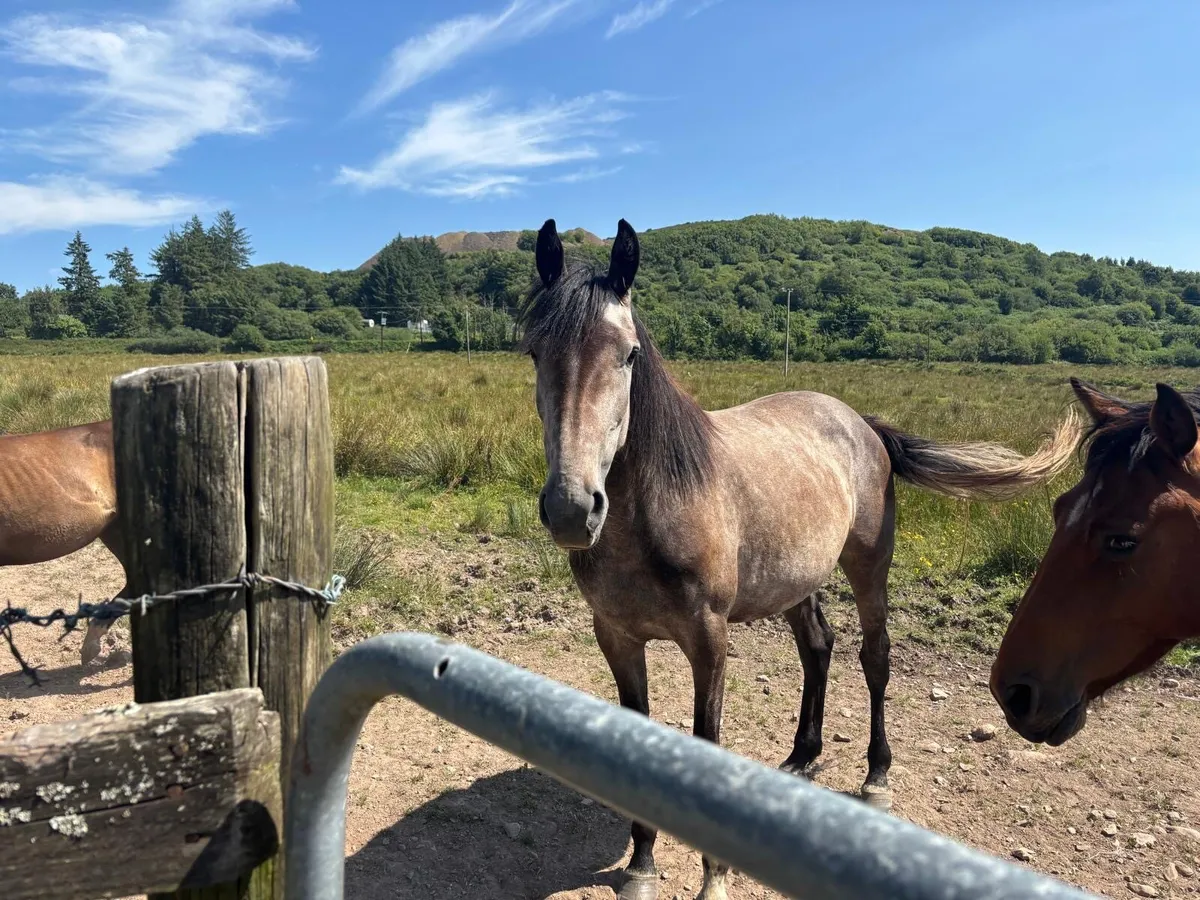 Horse for sale - Image 2