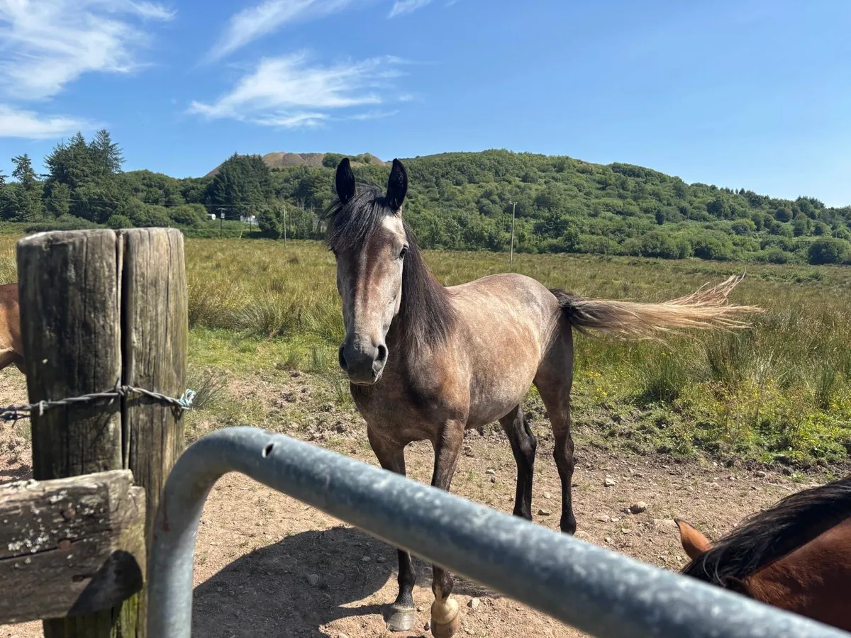 Horse for sale - Image 3