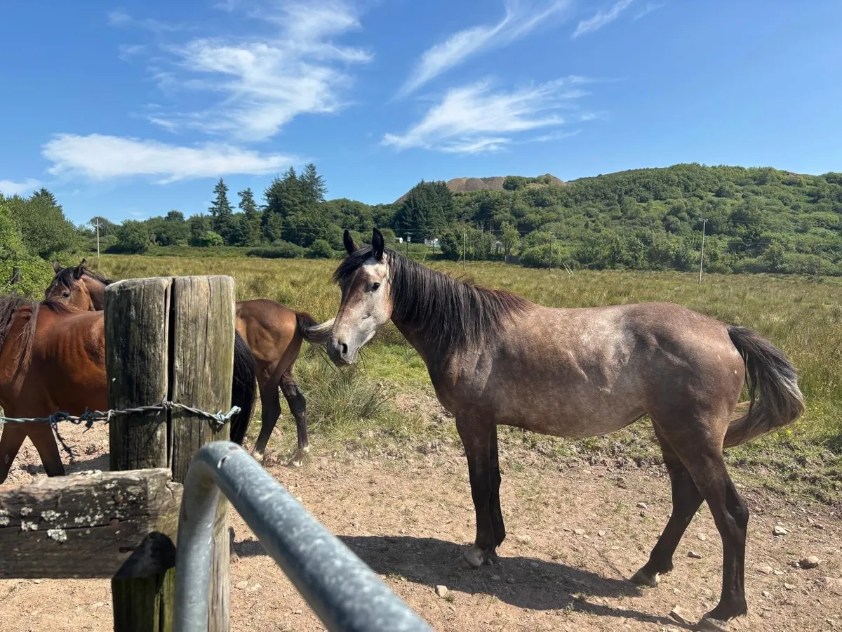 Horse for sale - Image 4