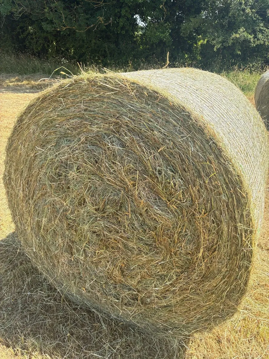Hay - Image 2
