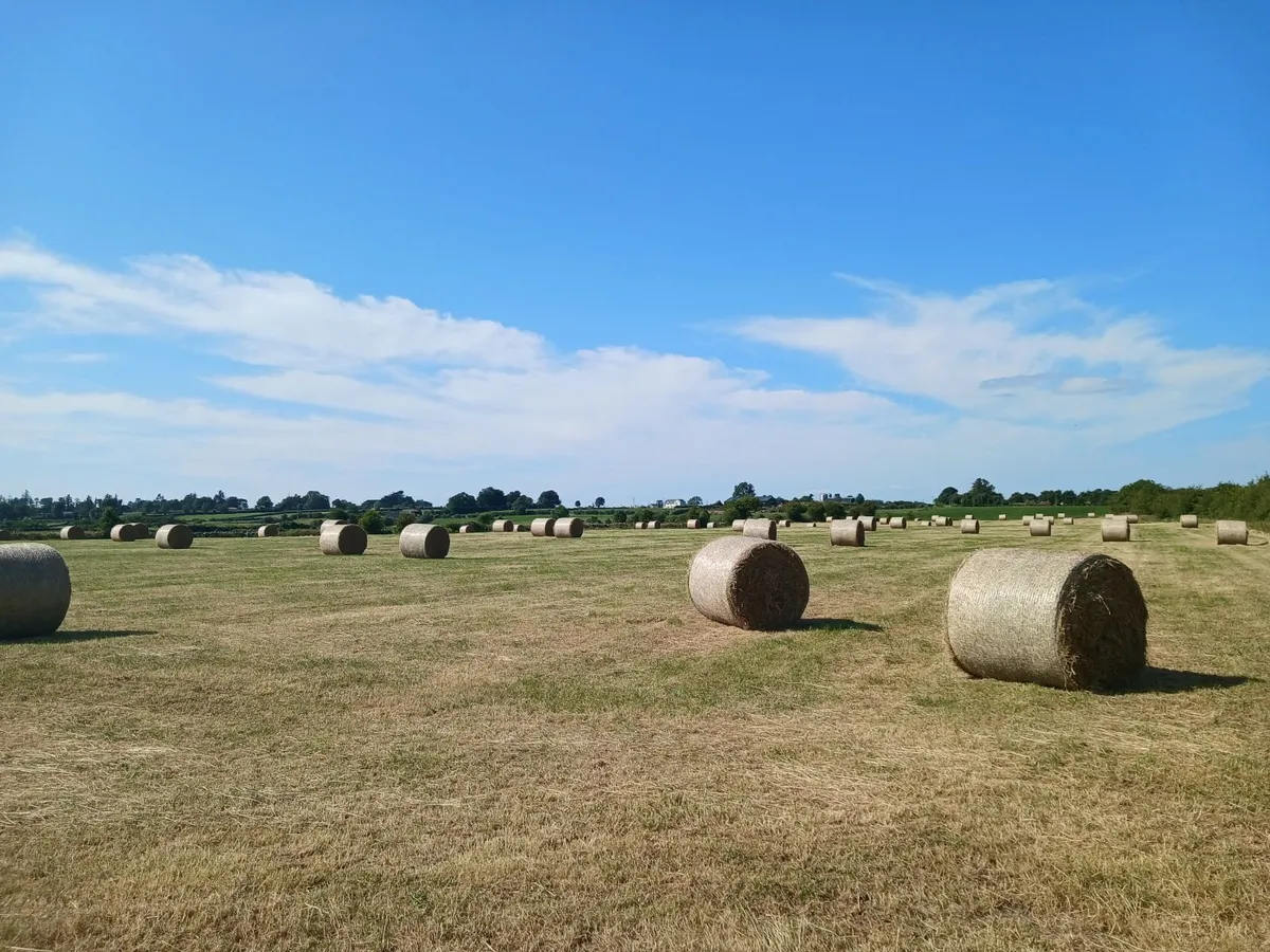 Hay