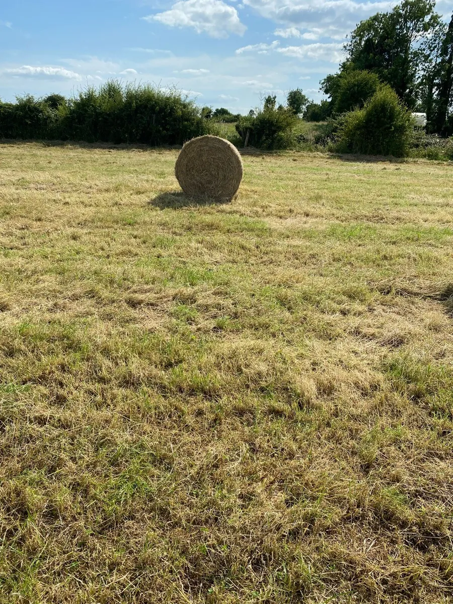 Round/Square bales of hay - Image 3