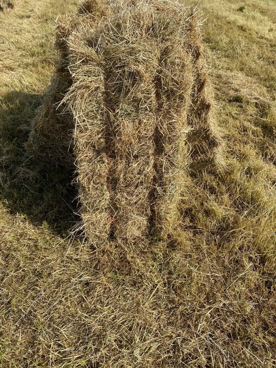 Round/Square bales of hay - Image 4