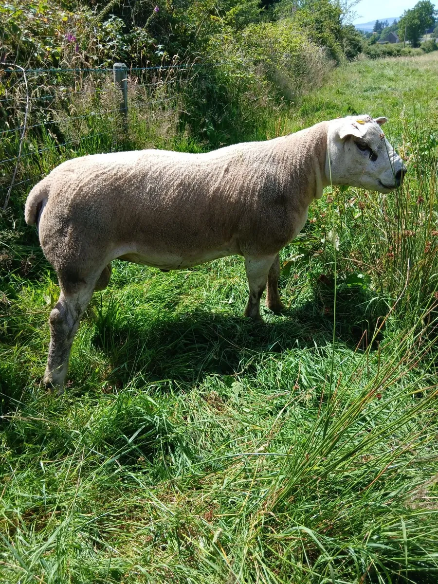 Charllois and Texel ram - Image 3
