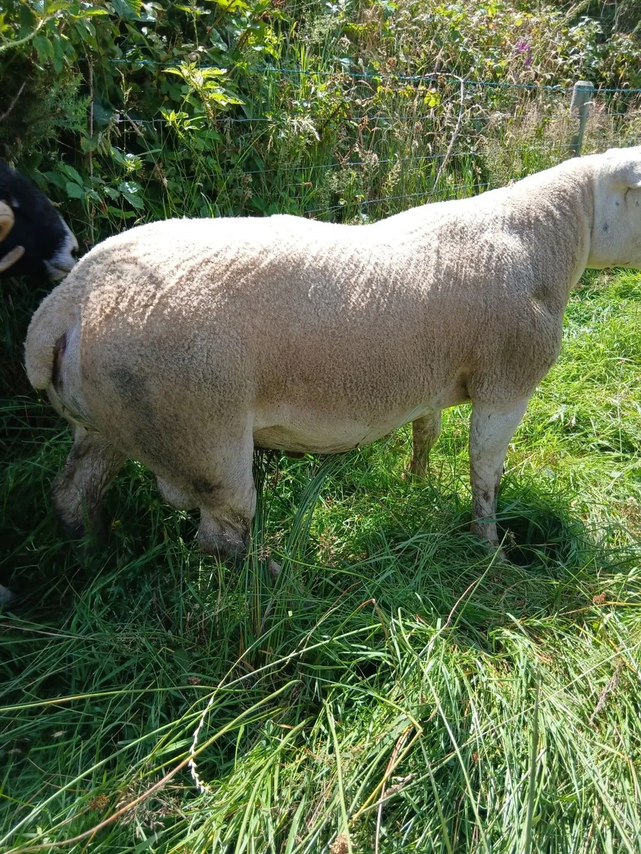 Charllois and Texel ram - Image 2