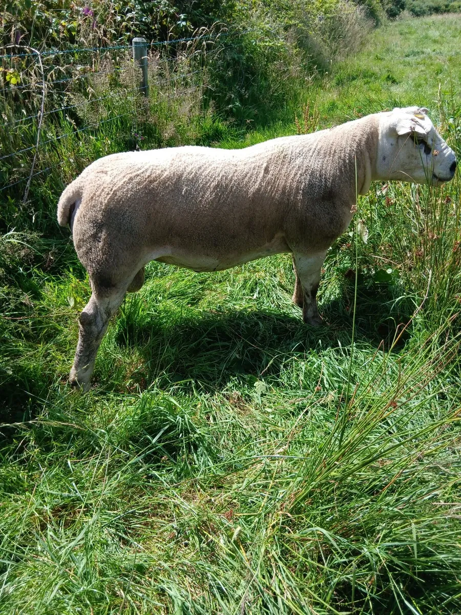 Charllois and Texel ram - Image 4
