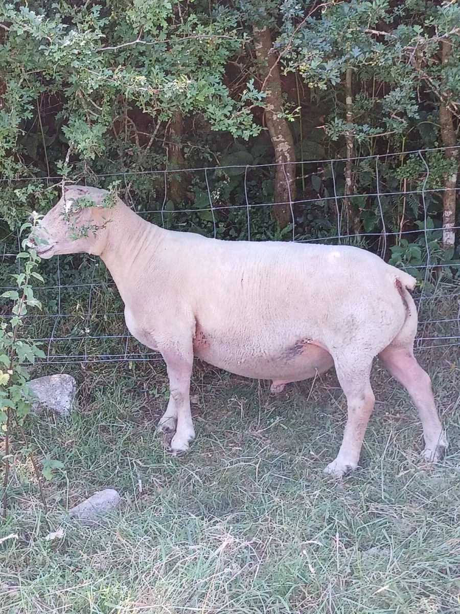 Charllois and Texel ram - Image 1